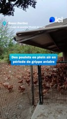 Les élevages de poulets de Loué face à la menace de grippe aviaire en Sarthe