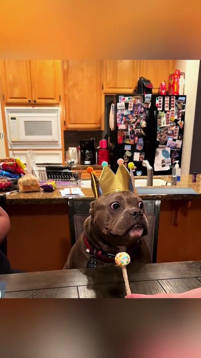 The dog's birthday went wrong.🤣🤣#dog#funny#funnyanimals#funnypets#animals #dogsofttiktok #pet #foryou #longervideos (2)