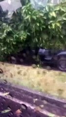 Queda de árvore destrói carro, trava trânsito no Cabula e ‘força’ motoristas a pegar a contramão