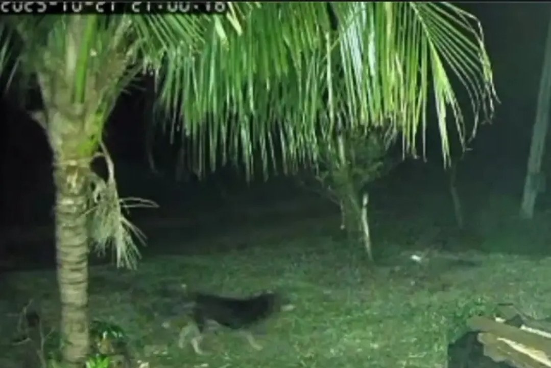 Cão enfrenta onças e impede ataque à família em chácara no PR