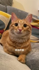 Wishing my cat a long, happy life ❤️ | My adorable orange cat