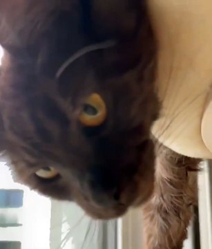 Good morning everyone. She has a morning dilemma, sleep more oraz spoil something 😅 #shorts #cat #Funny #FunnyCats #goodmorning #cute #viralvideo #trending #fyp