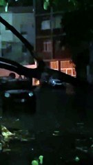 Árvore cai na Barra e danifica transformador de energia elétrica