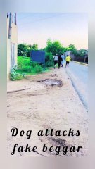 Dog attacks fake beggar