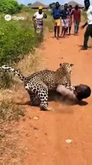 Leopard Attacks Man in Shocking Scene Caught on Camera 🐆😱