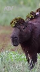 A beautiful capybara in flowers 🌺 Wildlife Photography