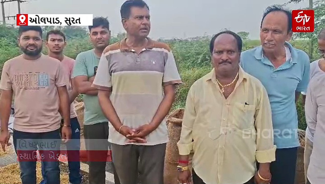 નવા વર્ષના પ્રારંભે માવઠાનો માર: ઓલપાડના ખેડૂતોને મોટું નુકસાન, ડાંગરનો પાક પલળ્યો