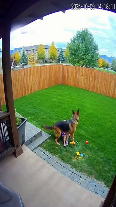 INCREDIble Dogs AI video