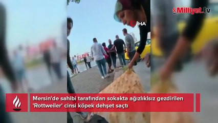 Ağızlıksız gezdirilen köpek önce kadına, sonra kuryeye saldırdı