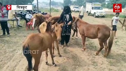 चित्रकूट में लगा गधों का ऐतिहासिक मेला, लॉरेंस विश्नोई की कीमत के आगे फीके पड़े सलमान