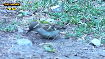 Yellow-throated Bush Sparrow (Gymnoris superciliaris), also known as the Yellow-throated Petronia