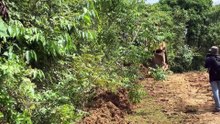 The Role of the D6R XL Bulldozer in Plantation Road Service Infrastructure