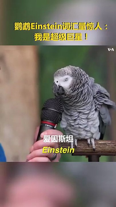 The versatile bird