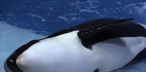 The Science and Soul of Cremation — A Peaceful Journey Beyond Life