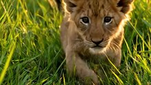 Young lion cub  #lion