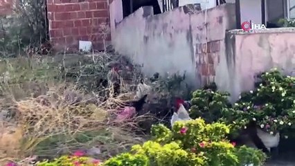 CİMER’e yapılan ’İnek ve tavuklar serbest dolaşıyor, salgın hastalık riski var’ şikayeti bölge sakinlerini şaşkına uğrattı