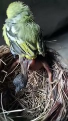 Cuckoo Chick Pushes Out Older Nest Mate
