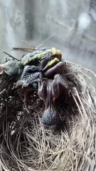 Cuckoo Chick Pushes Out Older Nest Mate
