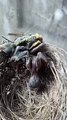 Cuckoo Chick Pushes Out Older Nest Mate
