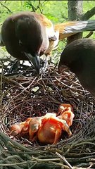 Cuckoo Chick Pushes Out Older Nest Mate