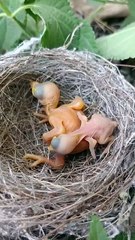 Cuckoo Chick Pushes Out Older Nest Mate
