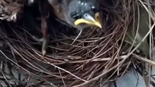Cuckoo Chick Pushes Out Older Nest Mate