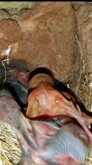 Cuckoo Chick Pushes Out Older Nest Mate