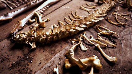 Rüyada Kemik Görmek Ne Anlama Gelir? Dini ve Psikolojik Yorumuyla Derin Analiz!