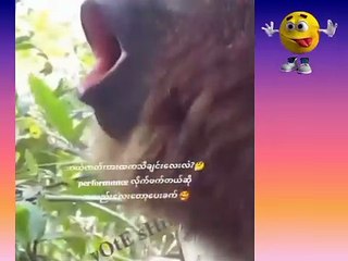 Animals dance #animals #dance #funny #comedy #video