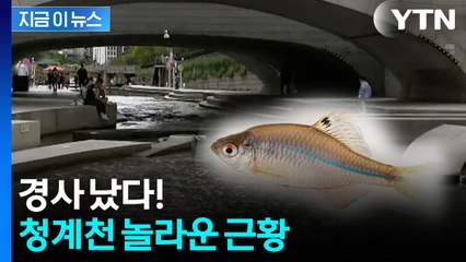'그동안 못 보던 건데?' 청계천 반가운 소식 [지금이뉴스]  / YTN