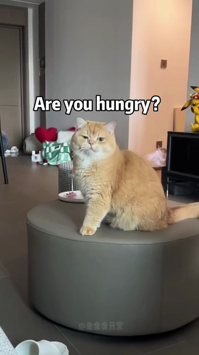 Cute cat