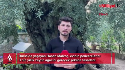 Evinin pencerelerini, 3 bin yıllık zeytin ağacını görüp güne başlayacak şekilde tasarladı