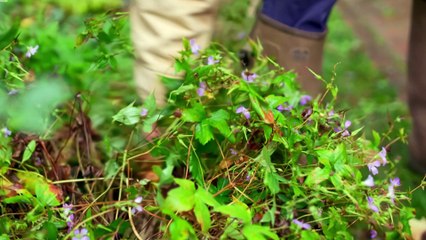 The Complete Guide to Dividing Perennials: A Gardener's Manual for Rejuvenation and Propagation