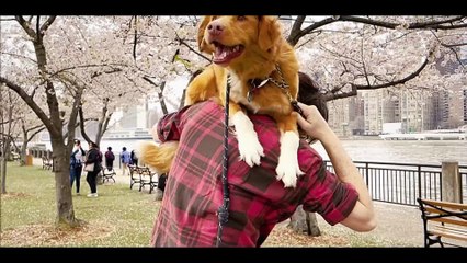 Good Boy - Tráiler oficial español