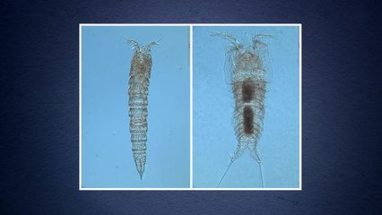 '요각류' 2종 세계 최초로 독도 주변에서 발견 / YTN