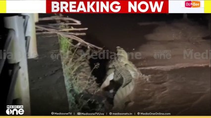 'മുതലയുണ്ട് സൂക്ഷിക്കണേ'... നേത്രാവതിനദിയിൽ മുതലയുടെ സാന്നിധ്യം കണ്ടെത്തി