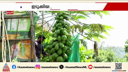 ഇതെന്തൊരു പപ്പായ മരം! ഒരു ഞെട്ടിൽ ആറ് കായകൾ വരെ; ഇടുക്കിയിലുണ്ട് വ്യത്യസ്തമായൊരു പപ്പായ മരം