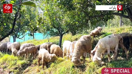 پلوامہ میں اون کی فروخت متاثر، بھیڑ پالنے والے کسان شدید پریشان، اعلیٰ حکام سے فوری مداخلت کی اپیل