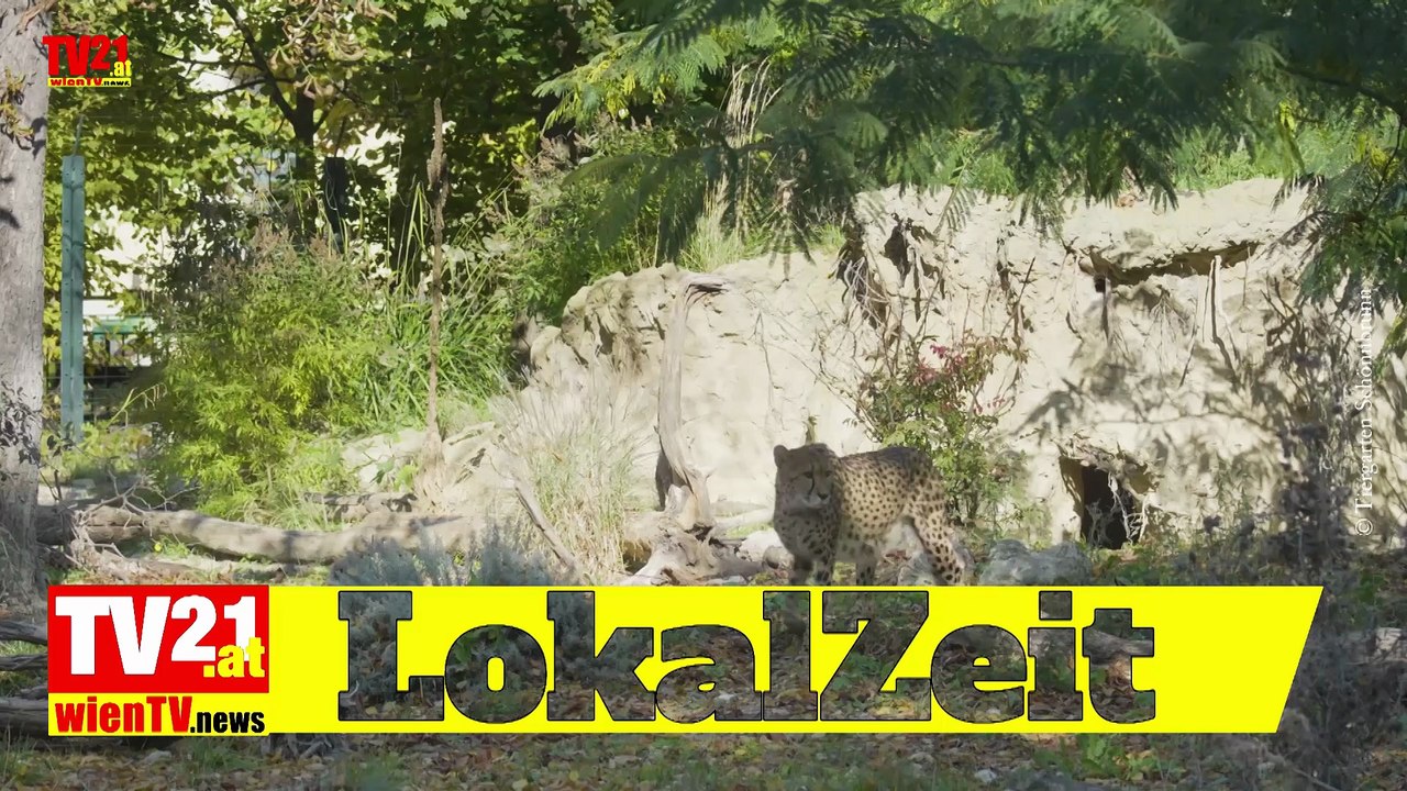 Dreifacher Gepardennachwuchs in Schönbrunn  Ein Zuchterfolg mit Seltenheitswert