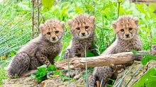 Geparden-Nachwuchs im Tiergarten Schönbrunn