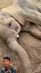 The Drama Queen Elephant Crying for Bananas! 😂