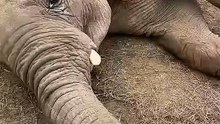 The Drama Queen Elephant Crying for Bananas! 😂