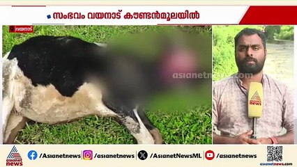 കടുവ പശുവിനെ കൊന്നു; സംഭവം വയനാട് കൗണ്ടൻമൂലയിൽ