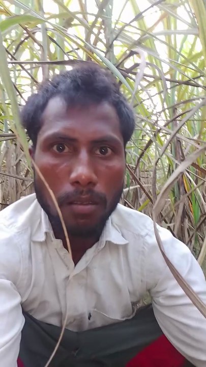 The sugarcane field." || गन्ने के खेत में शौच (या टट्टी) करना India