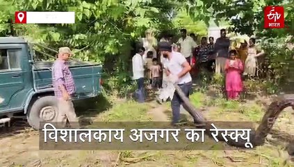 उत्तराखंड में मिला विशालकाय अजगर, लोगों के होश हुए फाख्ता, देखें वीडियो