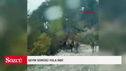 Geyik sürüsü yola indi