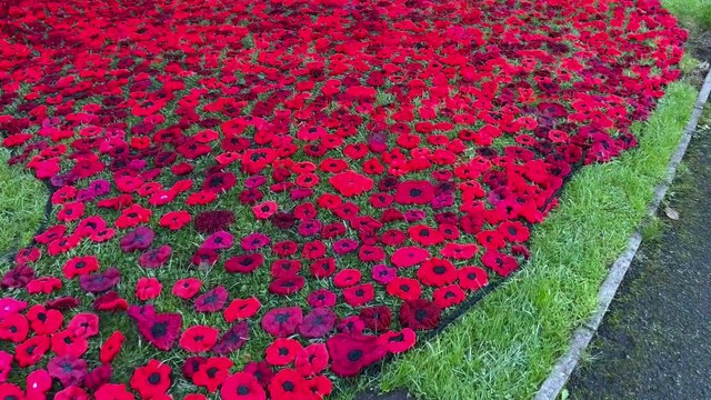 Thousands of crocheted poppies cascade from church ahead of Remembrance Day