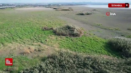 Büyükçekmece Gölü kurudu, çobanlar koyun otlatıyor