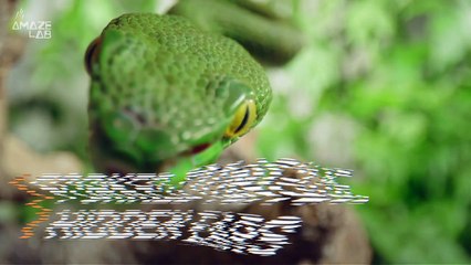 Snakes Ears Are Invisible! Why That Is Critical For Their Survival