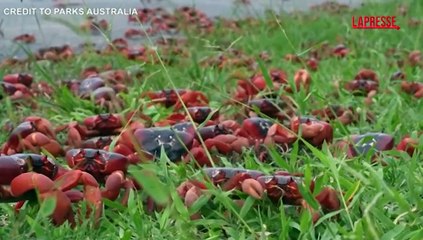 Australia, la spettacolare migrazione dei granchi rossi dell'Isola di Natale